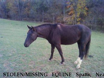 STOLEN/MISSING EQUINE Spatts, Near Brookneal, VA, 24528